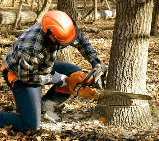 Tree Removal in Welch, TX